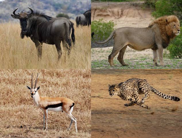 Cheetah, Wildebeest, Lion, and the Thomson’s gazelle